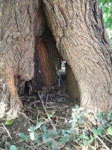 sheltering hollow
