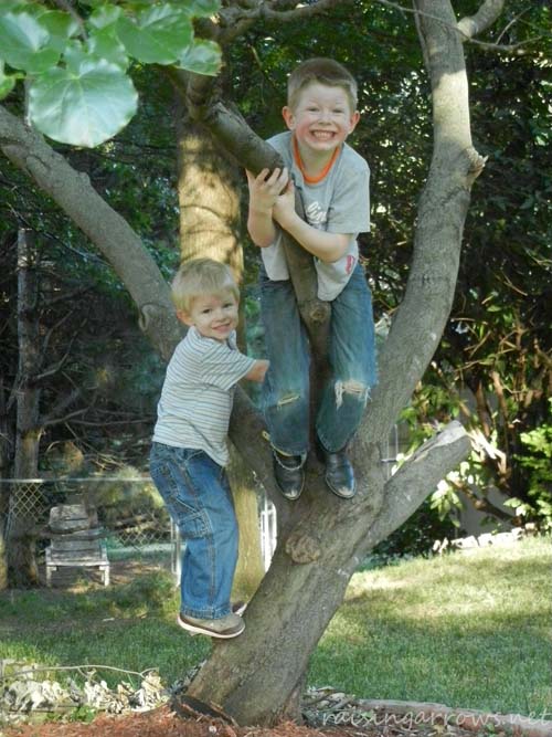 theboys Boys in a tree