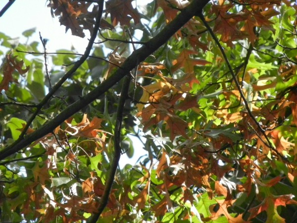 leaves
